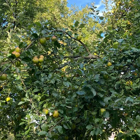 La Ferme Des Souvenirs Felleries